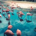 flamants roses