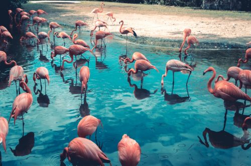 flamants roses